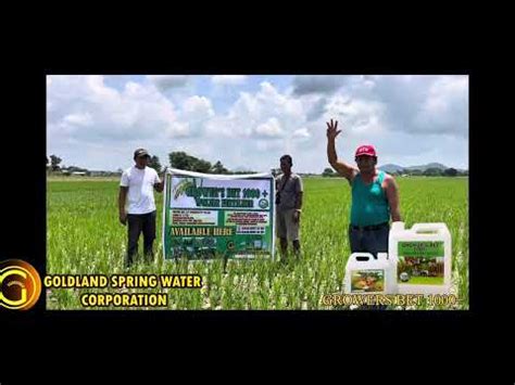 Growers Bet Foliar Fertilizer Pacpaco Tarlac Testimony Mula Ky