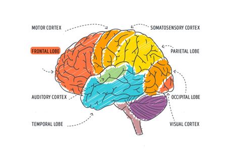 Lóbulo Frontal La Esencia De Nuestra Personalidad Neurodoza