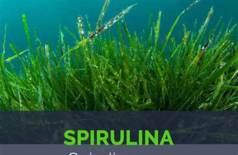 Properties And Current Uses Of Spirulina