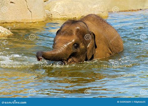 Elephant in water stock image. Image of playing, maximus - 54392609