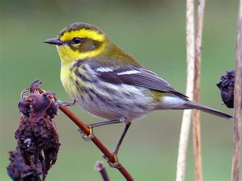 Warblers In Washington Id Song Season Guide