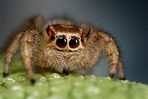 Jumping Spider 1 By Macrojunkie On Deviantart