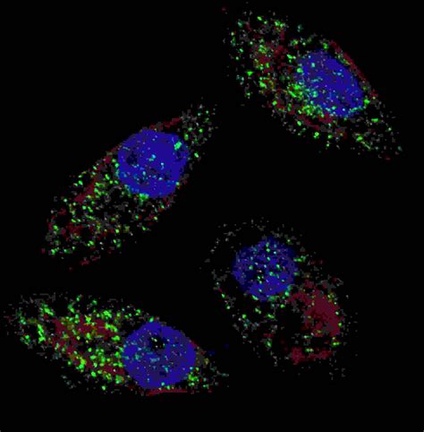 Cleaved LC3B Antibody - Purified Rabbit Polyclonal Antibody (Pab) ICC ...