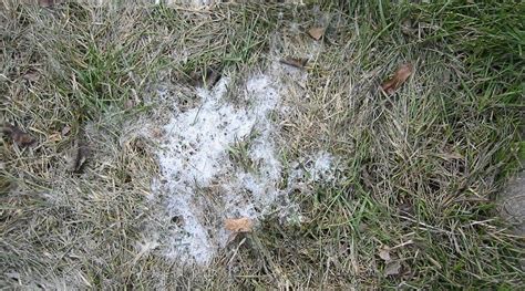 How To Prevent And Treat Snow Mold On Your Lawn