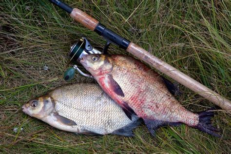 Two Big Freshwater Common Bream Fish and Fishing Rod with Reel on ...