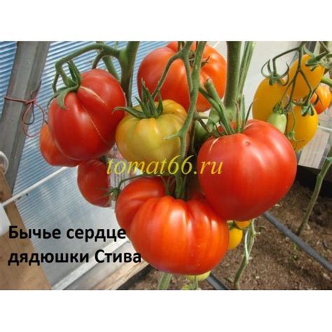 Бычье сердце дядюшки Стива
