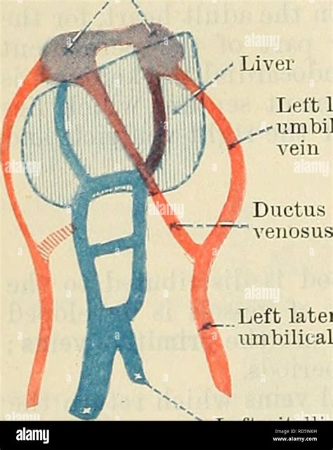 Ductus Venosus Liver