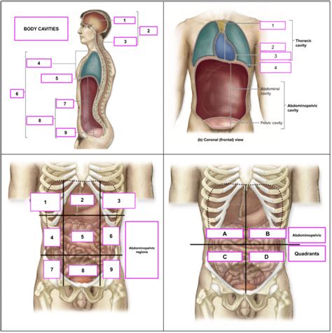 Lab Practical 1 Diagram Quizlet