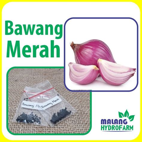 Benih Bawang Merah Unggulan Berkualitas Biji Bibit Hydroponik