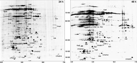 Two Dimensional Electrophoretic Map Of C Pneumoniae Proteins Expressed