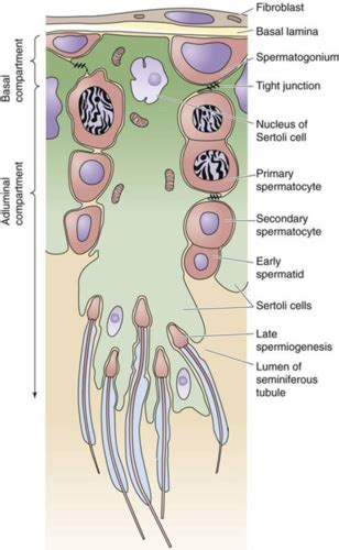 Physio Lecture 18 Reproductive System Flashcards Quizlet