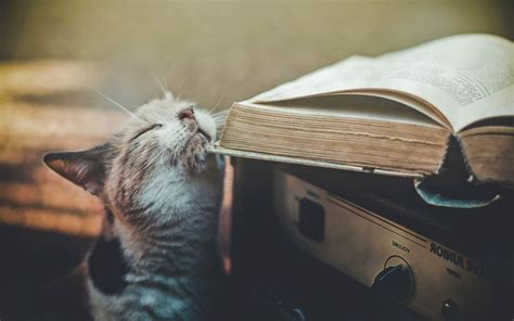 Багато книжок про котів не буває | Cats, Animal book, Cat books