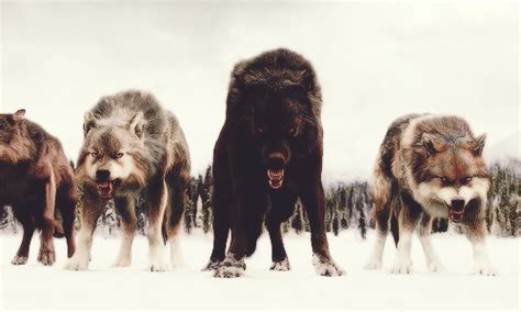 The Wolf Packbd 2 Twilight Series Photo 33135430 Fanpop