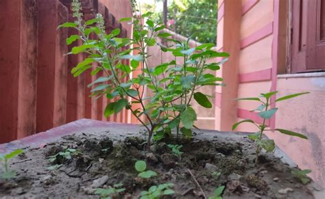 Tulsi Root Remedy तुलसी की जड़ से करें ये आसान उपाय मान्यतानुसार कभी