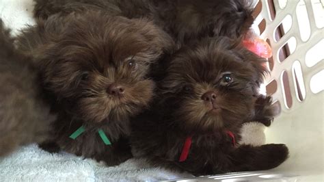 Sunnybelle Shih Tzus AKC Chocolate Shih Tzu puppies. www.akcchocolateshihtzus.com | Shih tzu ...