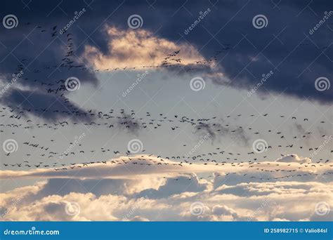 Manadas De Pel Canos Volando Al Atardecer Manadas De Aves Y Nubes