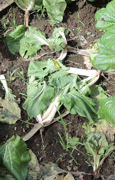 Chinese Cabbage Stalk Rot 101