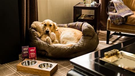 Pet Friendly Hotels 13 Of The Best Around The World Cnn