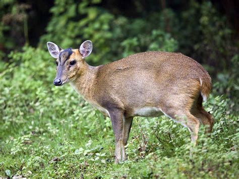 33 Muntjac Deer Pet Bc Images Pet My Favourite