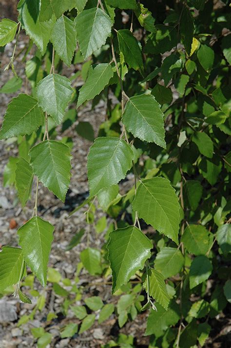 Summer Cascade Weeping River Birch Betula Nigra Summer Cascade In