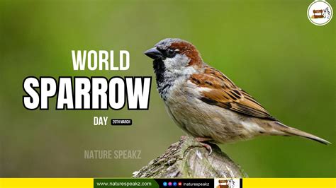 World Sparrow Day 2023 History And Details