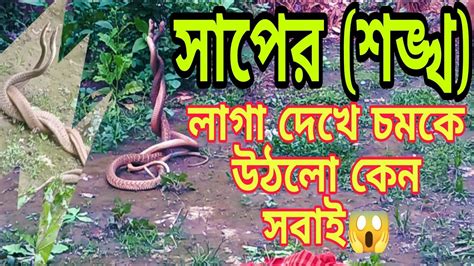 সাপের শঙ্খ লাগা 😱দেখলে শুভ হয় মনে করে মানুষdwipbanik Mating Of