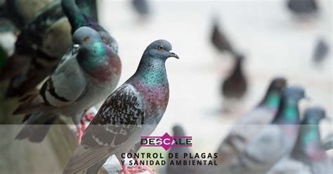 Es Imprescindible Controlar Las Plagas De Aves Descale