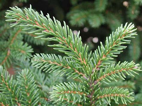 Ель восточная, кавказская (Рicea orientalis)