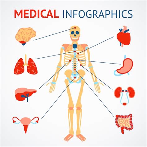 Medizinische Infografische Satz Von Menschlichen Skelett Und Interne