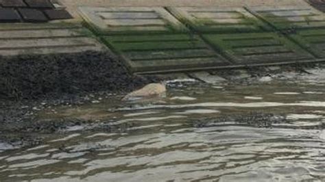 Pregnant Seal Found In Essex Was Shot Through Heart Bbc News