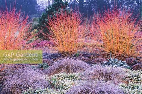 Some Very Pretty Colorful Plants In The Grass