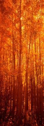 Aspen Trees At Sunrise In Autumn Photograph by Panoramic Images - Fine ...