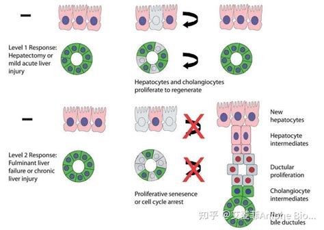 疾病模型 肝切除肝缺血模型的建立方法！ 知乎