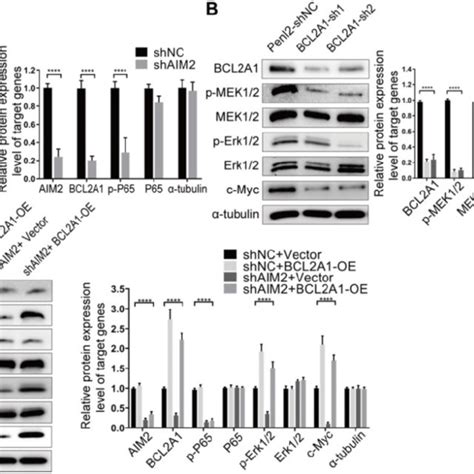 The Aim Nf B Bcl A Mapk C Myc Signaling Pathway Was The Potential