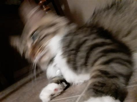 Cat said YEET : r/cats