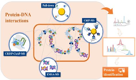 ProteinDNA RNA Interactions An Overview Of Investigation Methods In