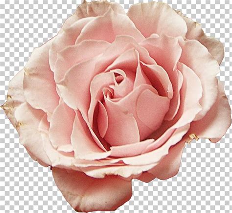 Garden Roses Cabbage Rose Floribunda Flower Petal Png Clipart