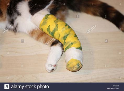 Cat Broken Leg Stock Photos And Cat Broken Leg Stock Images Alamy