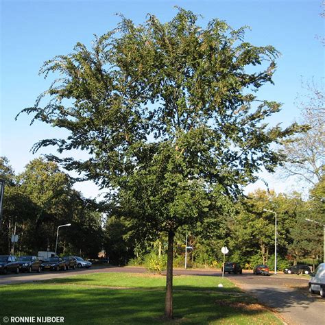 Buy affordable Lacebark Elm trees at our online nursery - Arbor Day ...