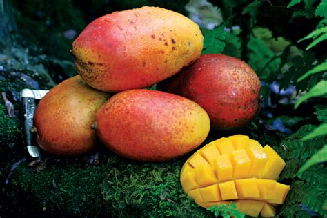 Uncommon Mangos Edible South Florida