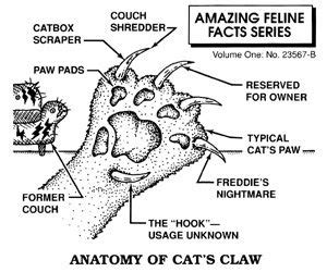 Cat paw anatomy, Cat anatomy, Cat paws