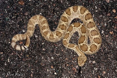 Northern Mohave Rattlesnake Crotalus Scutulatus Scutulatu Flickr