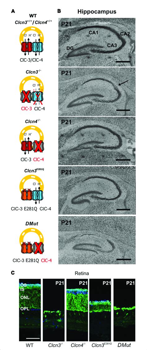 Hippocampal And Retinal Degeneration In Different Animal Models Of Cl −