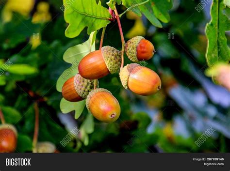 Acorns From Oak Trees Safe To Eat at Howard Wheeler blog