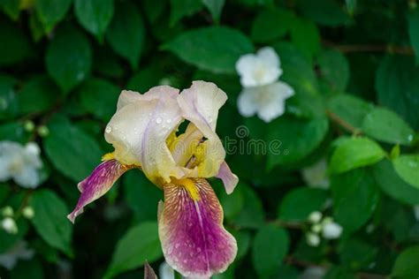 Bicolor White Purple Irises Germanica Or Bearded Iris On Background Of Green Landscaped Garden