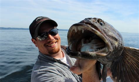 Puget Sound Lingcod Fishing Riptidefish