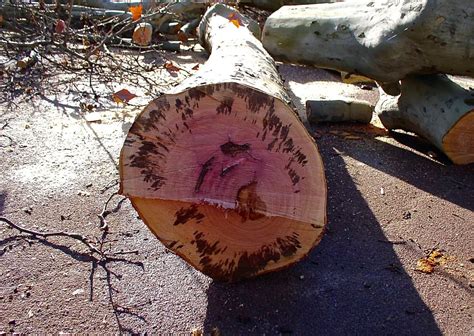 Hérault Marsillargues un foyer de chancre coloré détecté plusieurs