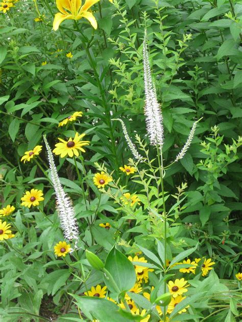 Plants North Carolina Native Plant Society