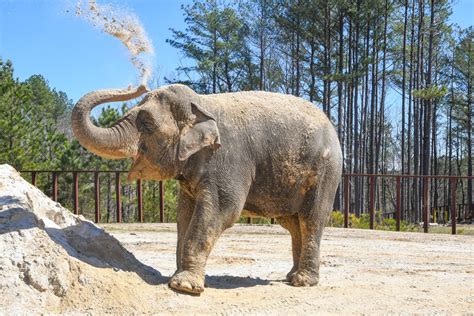 Nichole - The Elephant Sanctuary in Tennessee