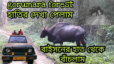 Gorumara Jungle Safari Dooars Gorumara National Park Lataguri